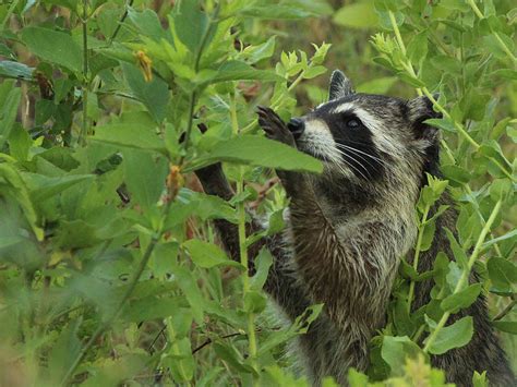 Raccoon A Cold Day In August Dfw Urban Wildlife