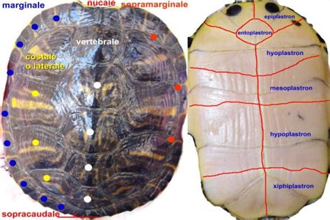 Il Carapace Di Tartaruga Acquatica E Piastrone Come Sono Fatti