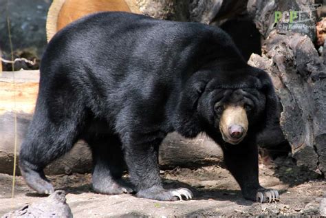 Moon Bear Vs Sun Bear What Are The Differences Imp World