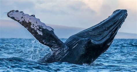 First Documented Humpback Whale Mating Encounter