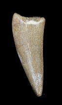 Large Mosasaurus Tooth In Matrix For Sale 1764 FossilEra