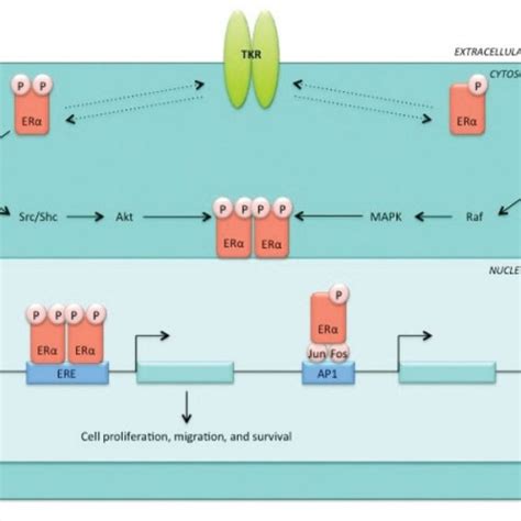 Non Genomic Erα Pathway Upon Stimulation By Growth Factors Erα Is