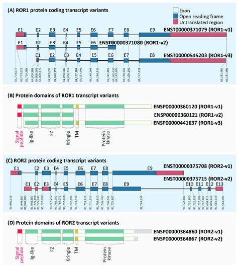 Analysis Of Protein Coding ROR1 And ROR2 Isoforms Coding Transcript