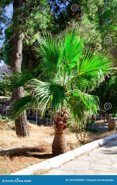 Green Palm Tree Leaves Livistona Rotundifolia Palm Tree Close Up Stock