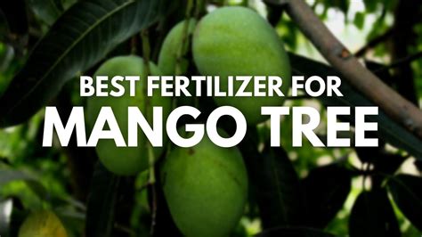 Best Fertilizer For Mango Tree The Best Mango Tree Fertilizer For