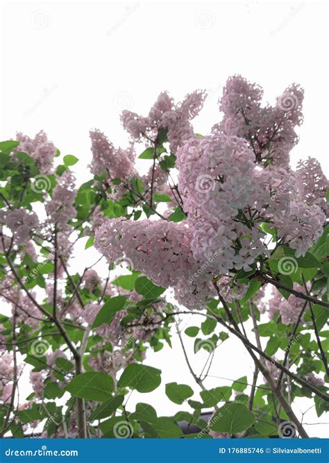 Shrub of common lilac stock photo. Image of lilac, white - 176885746