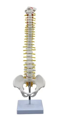 Modelo De Anatomía Columna Vertebral Humana Blanca 45cm Envío gratis