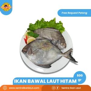 Bawal Laut Hitam - Sentra Ikan Laut (Fresh & Frozen)