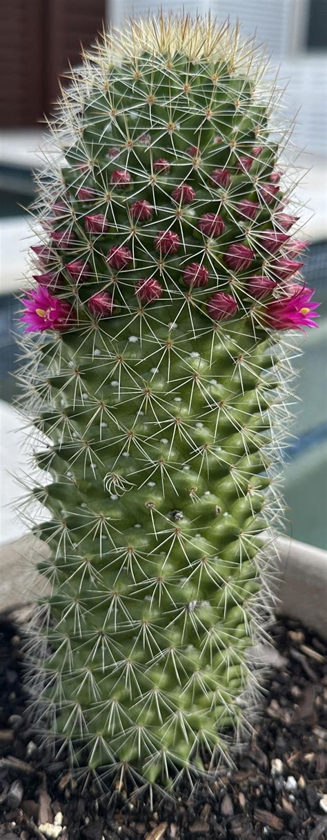 Identify Cactus Rplantidentification