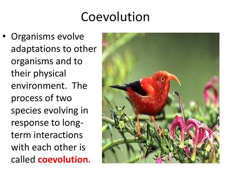 Evolution. - ppt download