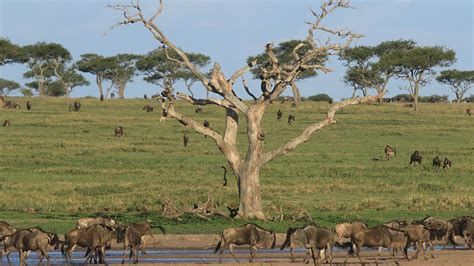 6 Day Luxury Safari Serengeti Busara Tours