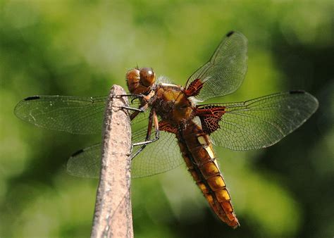 chaser dragonfly photograph  sue leake pixels