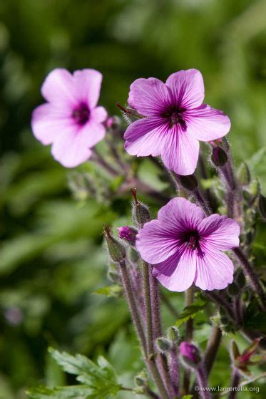 Giardini La Mortella Geranium Maderense