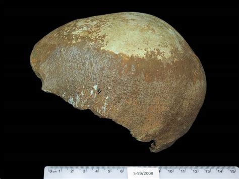 Researchers find skull fossils proving early humans' migration theories ...