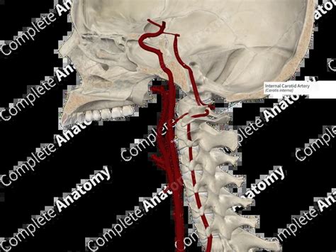 anatomy   internal carotid artery