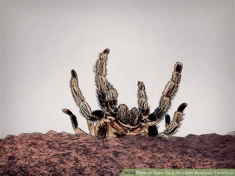 How to Care for a Mexican Redknee Tarantula: 12 Steps