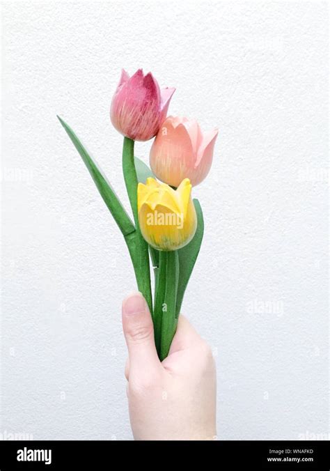 Close Up Hand Holding Tulip Flower Hi Res Stock Photography And Images