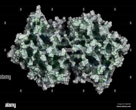 Myeloperoxidase hi-res stock photography and images - Alamy