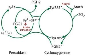 Mechanism Of Action Of Acetaminophen