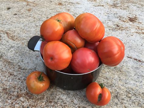 Saving tomatoes for winter - WAKEMAN'S WHITE BIRCH NURSERY