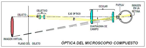 Como Funciona Microscopio Optico Como Funciona Todo