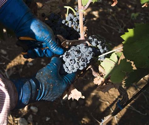 Primitivo di Manduria Vendemmia 2019 con il 35 in meno ma Qualità