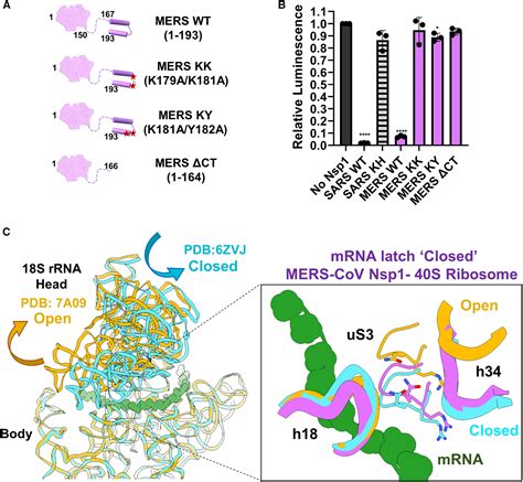 Structural Basis For Translation Inhibition By Mers Cov Nsp1 Reveals A