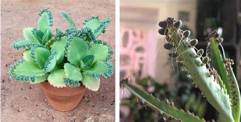 Mother Of Millions Care Guide