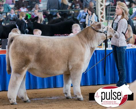 2017 Iowa Beef Expo Res Champion Charolais Steer Lautner Farms