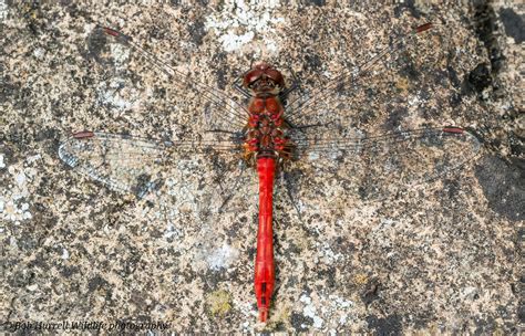 Ruddy Darter Male Wiltshire Bob Hurrell Wildlife Flickr