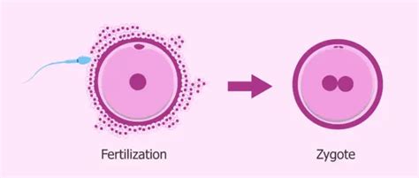 What is Zygote and How is It Formed? | Healthtian