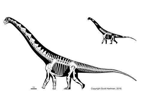 Sauropods and KinDr. Scott Hartman's Skeletal Drawing.com