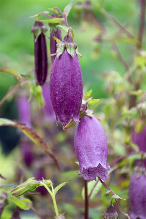 Gepunktete Glockenblume Campanula Punctata Rubriflora Pflanzkompass