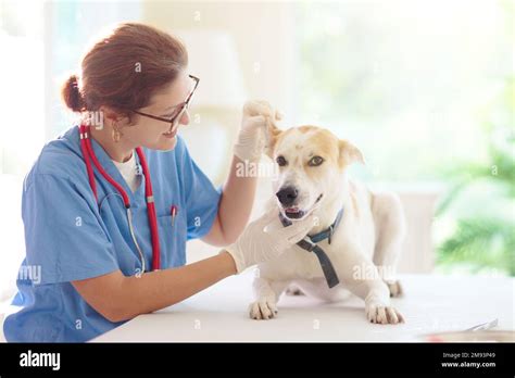 vet examining dog puppy  veterinarian doctor animal clinic pet