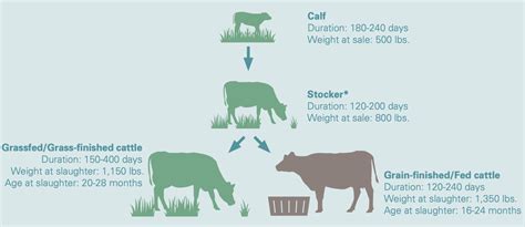 Our Beef Vs Conventional Beef Watson Farms