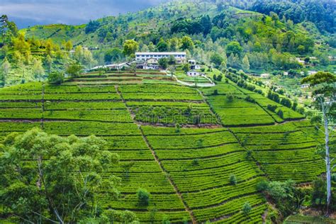 Green Tea Plantation In Sri Lanka Stock Photo - Image of field, harvest ...