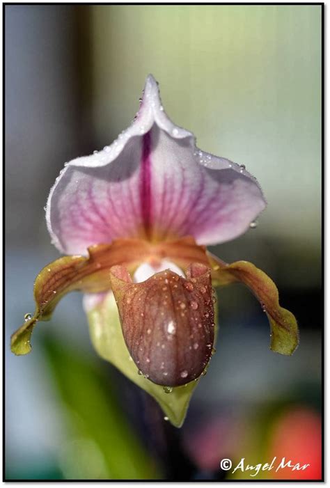 Orquídeas Blog de Angel Mar Paphiopedilum en flor Cuidados básicos