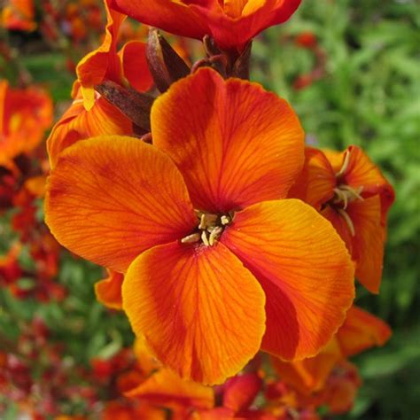 Wallflower Scarlet Bedder Seeds Seeds Cheiranthus Off