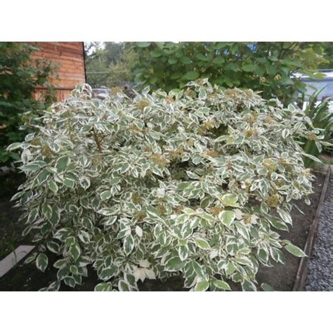 Дерен белый Аргентеомаргината Cornus alba `Argenteomarginata` купить в ...