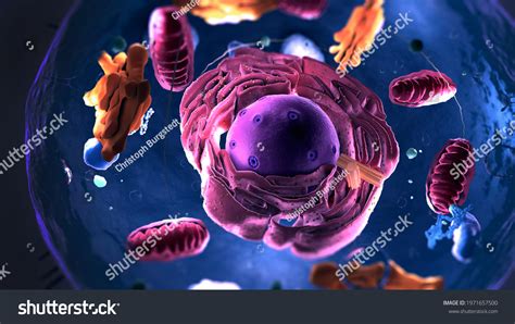 Im Genes De Peroxisoma Estructura Im Genes Fotos Y Vectores De