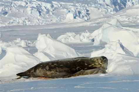 Tempêtes bébés phoques À 2 pas du pôle