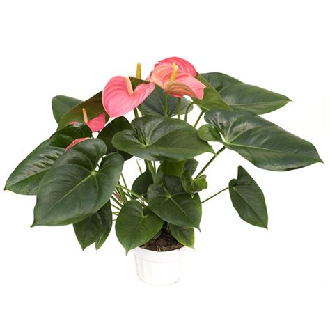 Pink Anthurium - Plant Jungle