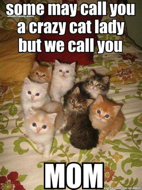 Cute Cat Memes & Funny Kitty Pics