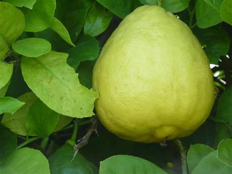 Ponderosa Lemon Tree For Sale Buying And Growing Guide