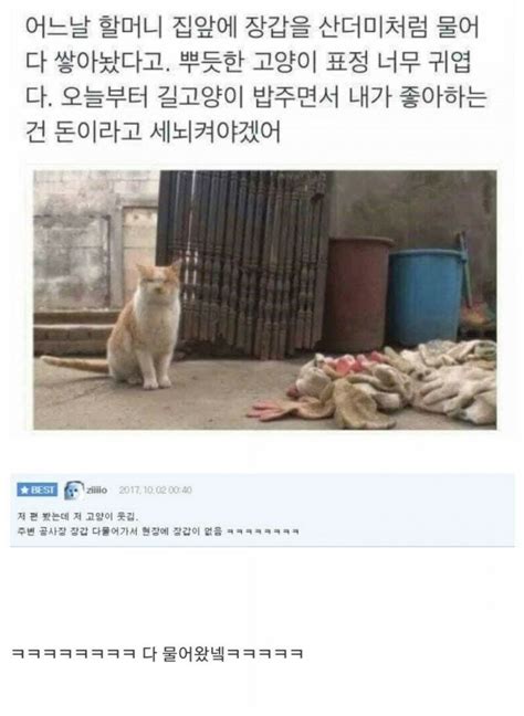 은혜 갚은 고양이 오픈이슈갤러리 인벤