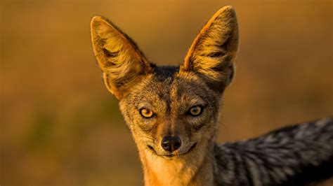 Jackals Canine Survivors And Tricksters Of Folklore Howstuffworks