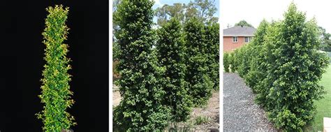 Pinnacle™ Syzygium Hedging Plants Small Urban Garden Narrow Garden