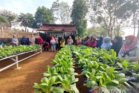 Pt Timah Tbk Mendukung Kemandirian Ekonomi Masyarakat Di Lingkar