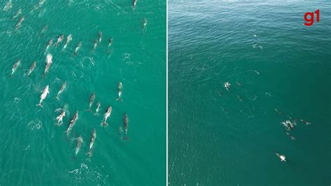 Vídeo Mais de 50 golfinhos são vistos em praia do Rio Rio de Janeiro