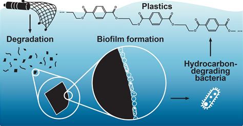 Textile Waste And Microplastic Induce Activity And Development Of